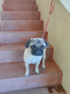 Pug for sale