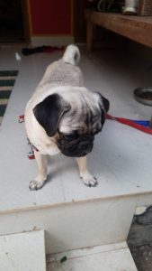 Pug to sale