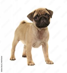 Pug female dog 2 year and 5 month old