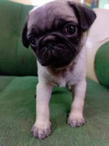 Pug (Female)