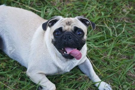 Pug female