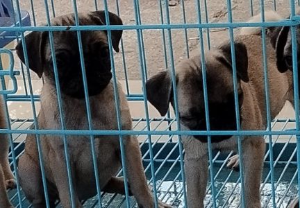 Pug female puppies