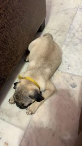 Pug male dog for sale at Hoshiarpur, punjab