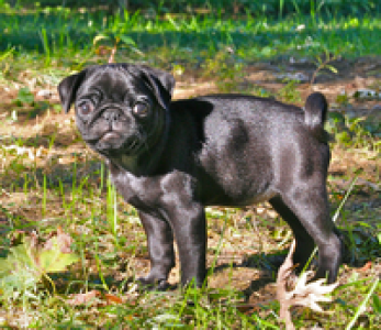 PUG FOR SALE || OFFICIAL BREEDERS ||