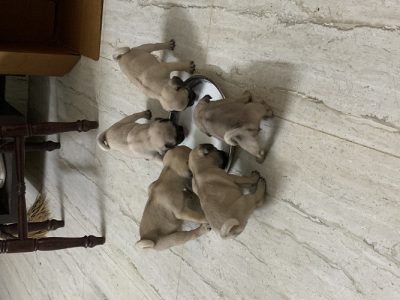 PUG PUPPIES AVAILABLE