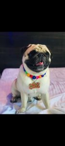 Pug puppies available in Chennai