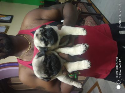 Pug puppies available in Chennai
