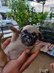 Pug puppies for sale