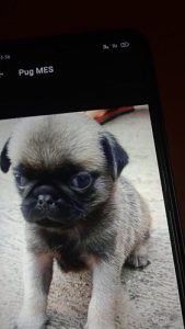 Pug puppies for sale