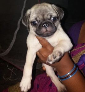 pug puppies for sale