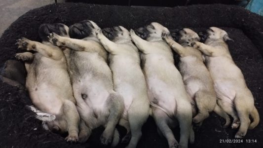 Pug Puppies