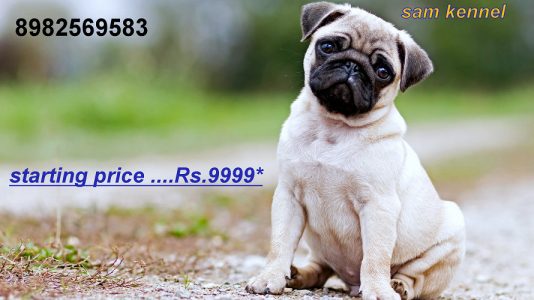 pug puppies for sale in indore 7987036124