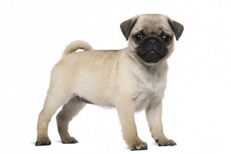 pug puppies for sale in indore,ujjain and ratlam 7987036124