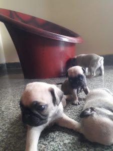 Pug puppies male