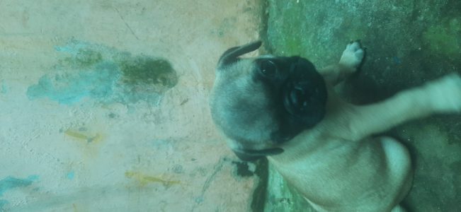Pug Puppies for sales