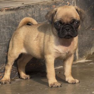 Pug Puppy in Chandigarh | Jalandhar | Delhi NCR