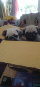 Puggies For Immediate Sale