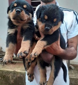 PUNCH FACE SERBIAN  ROTTWEILER PUPPY