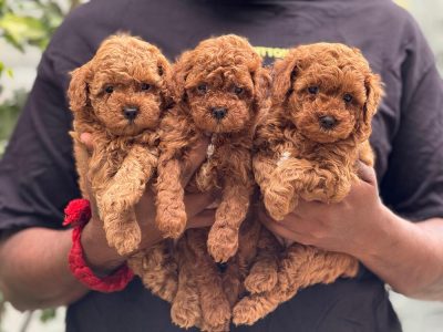 Puppies for sale in Bangalore