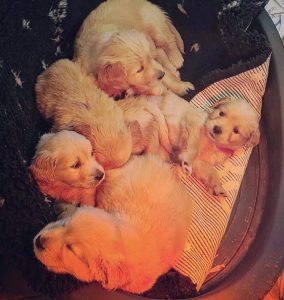 Puppies for sale in Bangalore