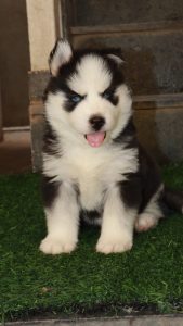Puppies for sale in Bangalore