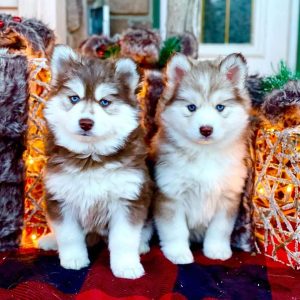 Puppies for sale in Bangalore