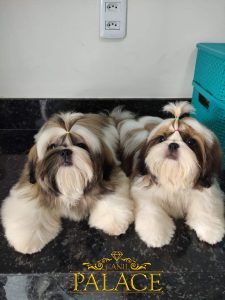 Puppies for sale in Bangalore