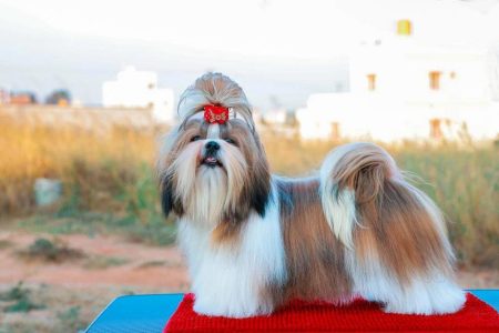 Puppies for sale in Bangalore