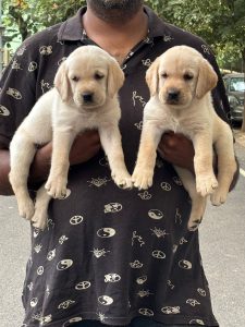 Puppies for sale in Bangalore
