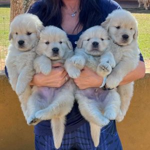 Puppies for sale in Bangalore