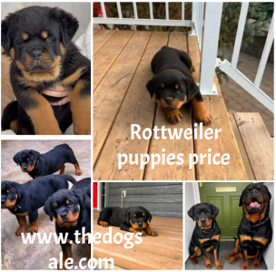 Puppies for sale in bangalore