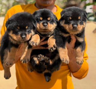 Puppies for sale in Bangalore
