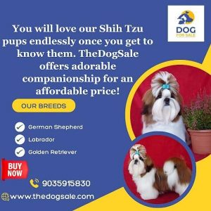 Puppies for sale in Bangalore