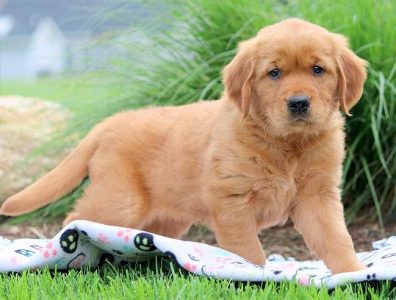 Puppies for Sale in Bangalore: Find Your Perfect Puppy