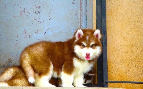 Puppies for Sale in Bangalore Why Choose a Husky