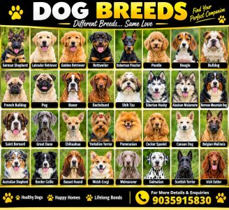 Puppies for sale in delhi