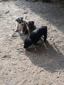 Puppies For Sale