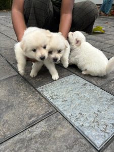 Puppies sale
