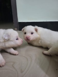 puppies for sale