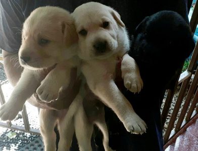 Puppies for sale