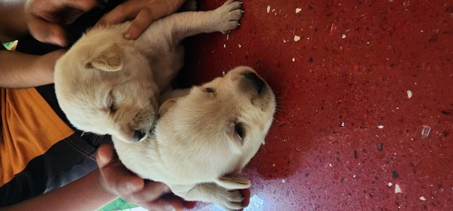 Puppies for sale in Edappally