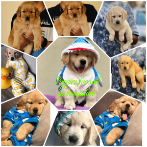 Puppies for sale in Goa