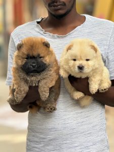 Puppies for sale in Goa
