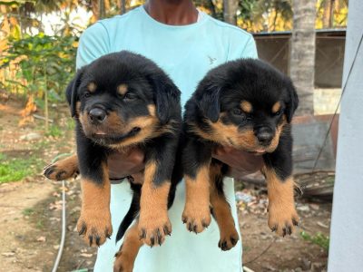 Puppies for Sale in Hyderabad