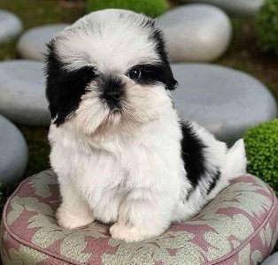 Puppies for Sale in India: Find Your Perfect Companion