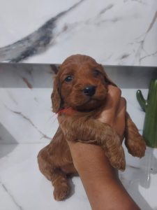 Puppies for sale near me