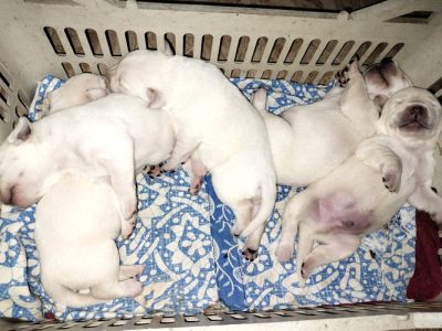 Puppies white Labrador