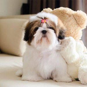 Puppy Dealers in Bangalore – Find a Healthy Puppy