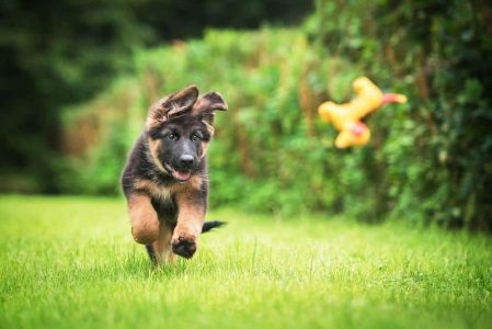 Puppy Dogs for Sale: Find Your Perfect Companion