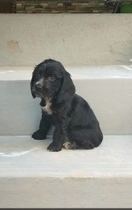 Puppy for sale